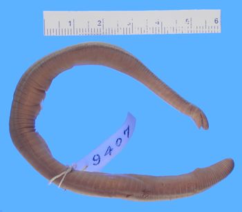 Media type: image; Herpetology A-9407